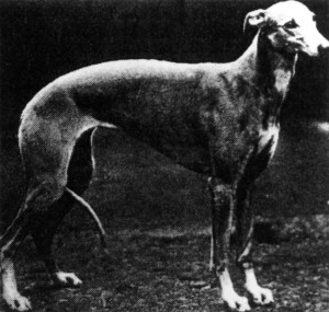 1928 BIS Primley Sceptre (credit the Kennel Club for use)