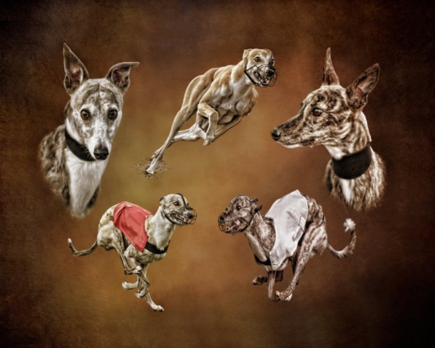 Whippets