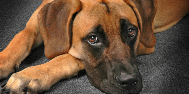 salters-post-dog-problems