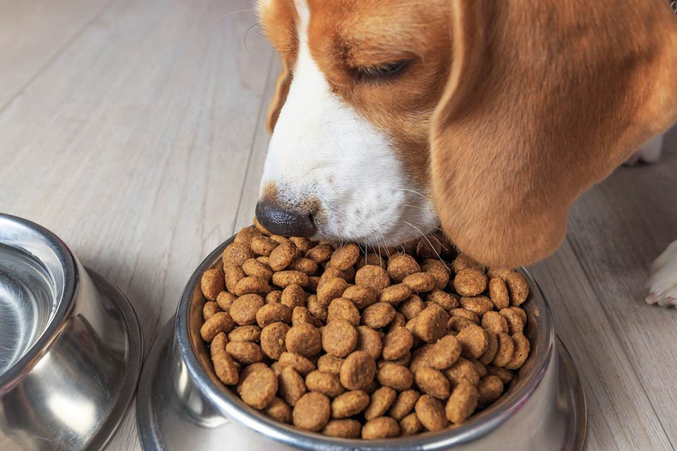 Dog eating kibbles out of a bowl