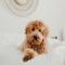image of a dog laying on a bed