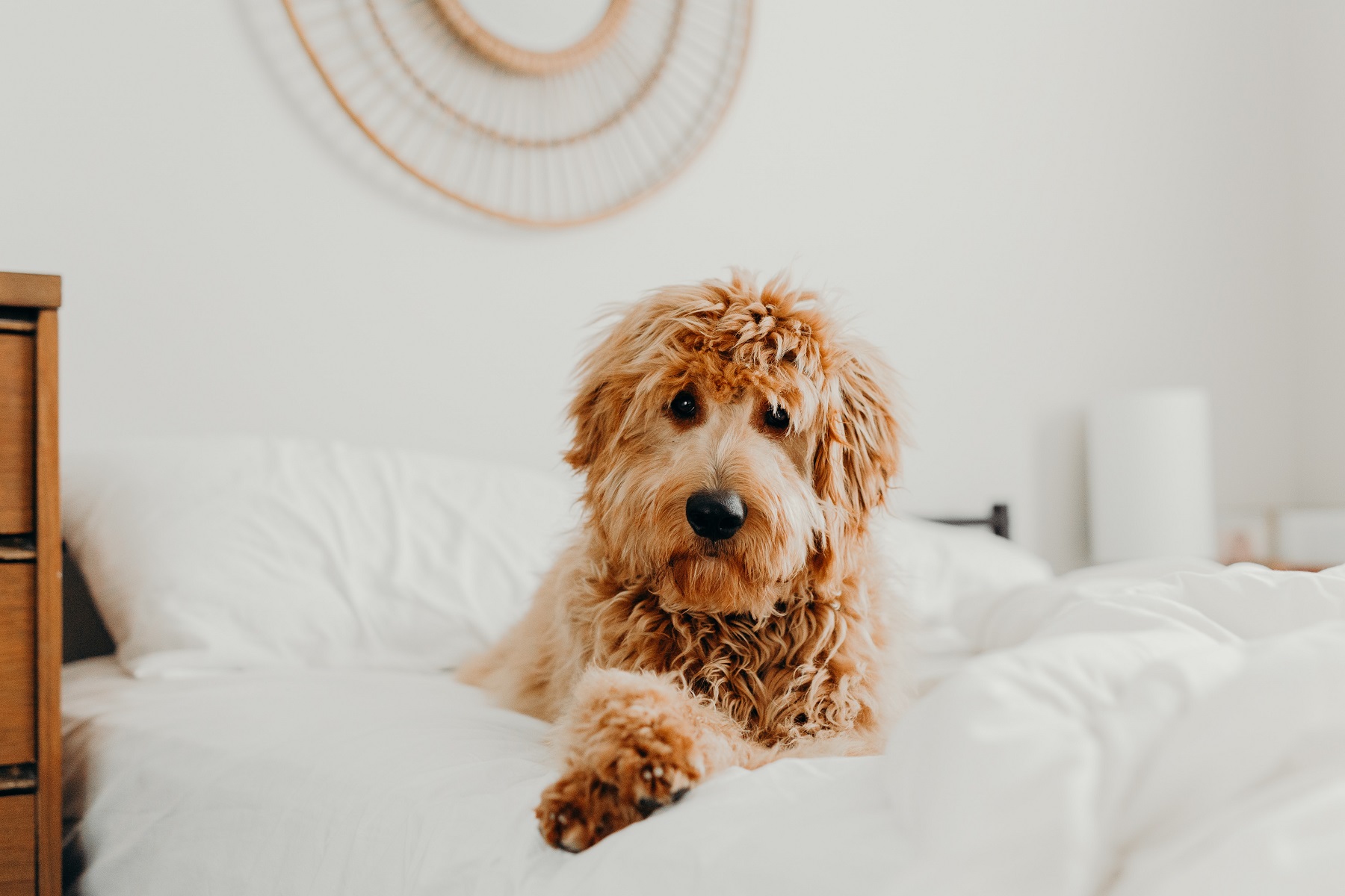 image of a dog laying on a bed