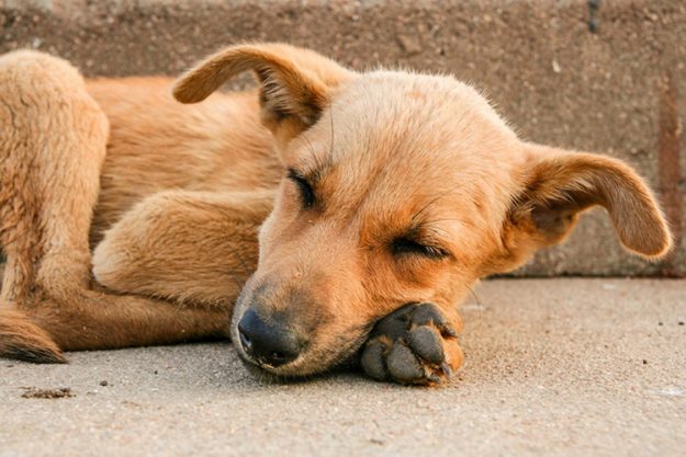 Young stray dog sleeping