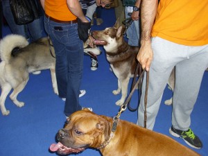 Dogs at Romania Expo-160514