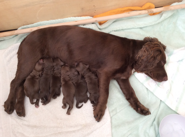 Six pups enjoying mums milk