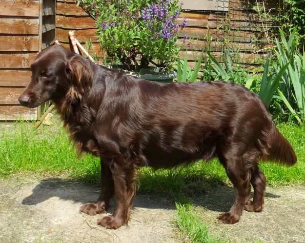 Two days before giving birth to nine puppies – Pollys bitch