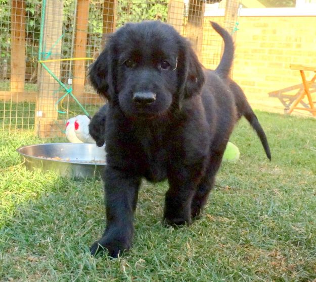 pup in garden